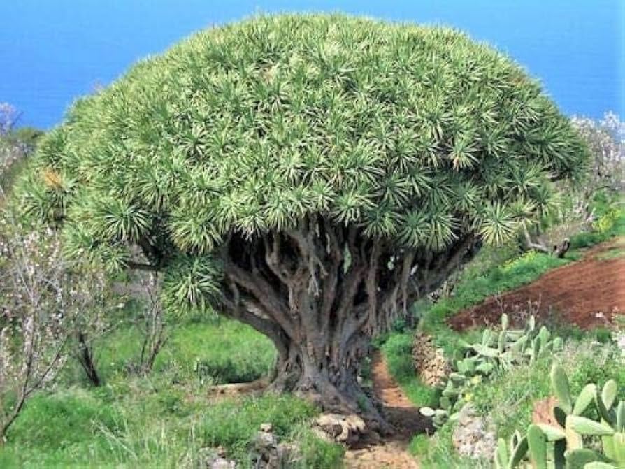 ④【希少】ドラセナ ドラコ/Dracaena draco※本物 楽天市場】観葉植物 種子 種 Dracaena draco ドラセナ ドラコ
